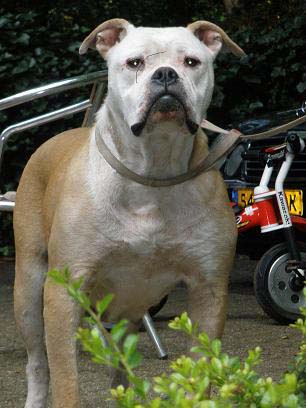 american bulldog